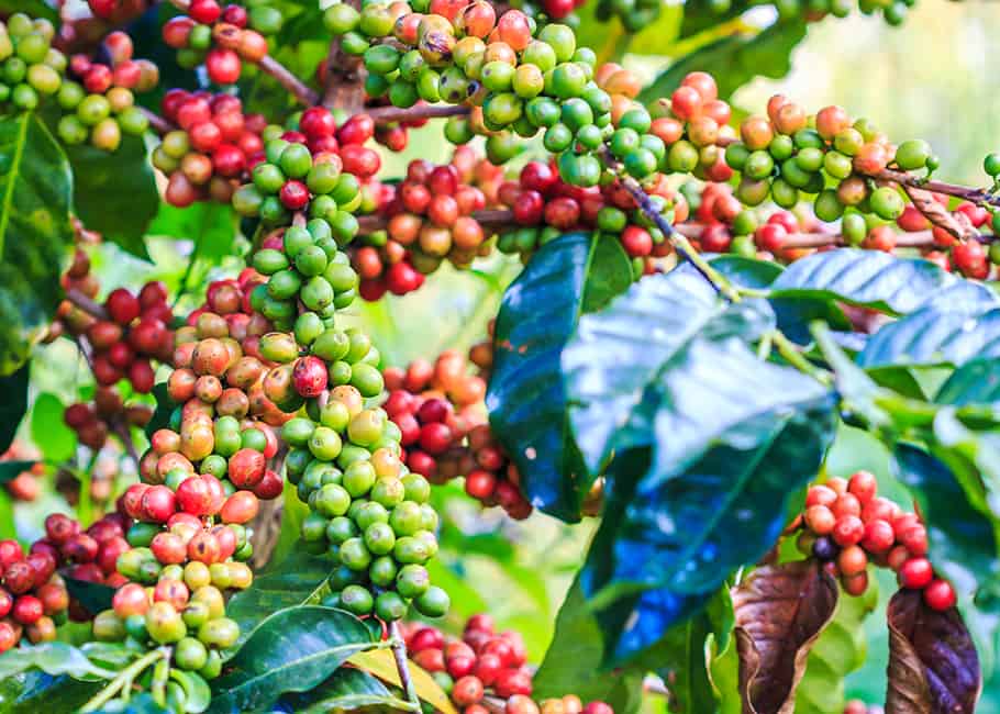 Cà phê Arabica là gì