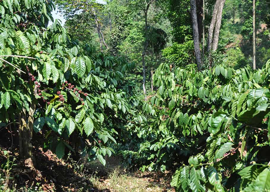 Cà phê Robusta là gì