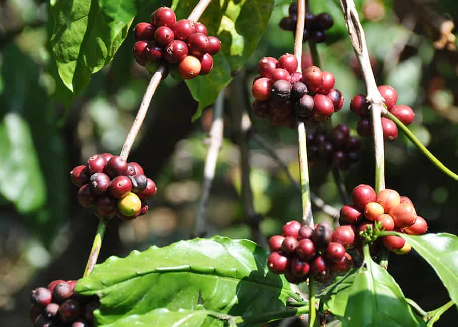 Cà phê Robusta là gì