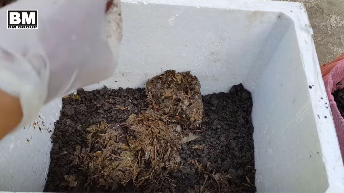 Cách làm phân bón hữu cơ bằng bã cà phê và xác trà