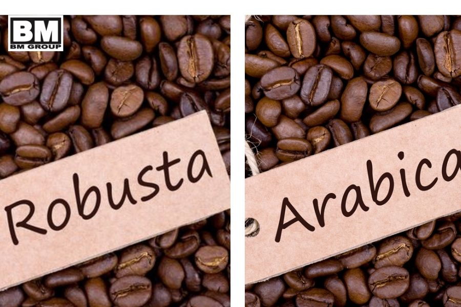 cà phê robusta và arabica loại nào ngon hơn ?