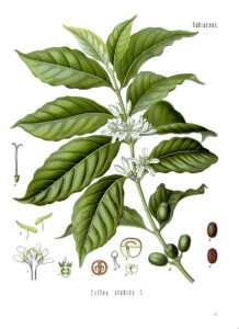 Cà phê Arabica