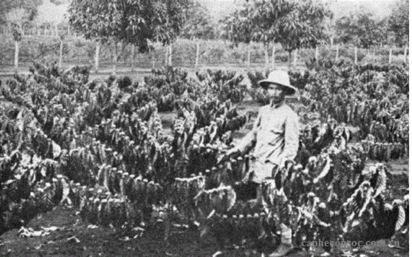 Cà phê Việt Nam