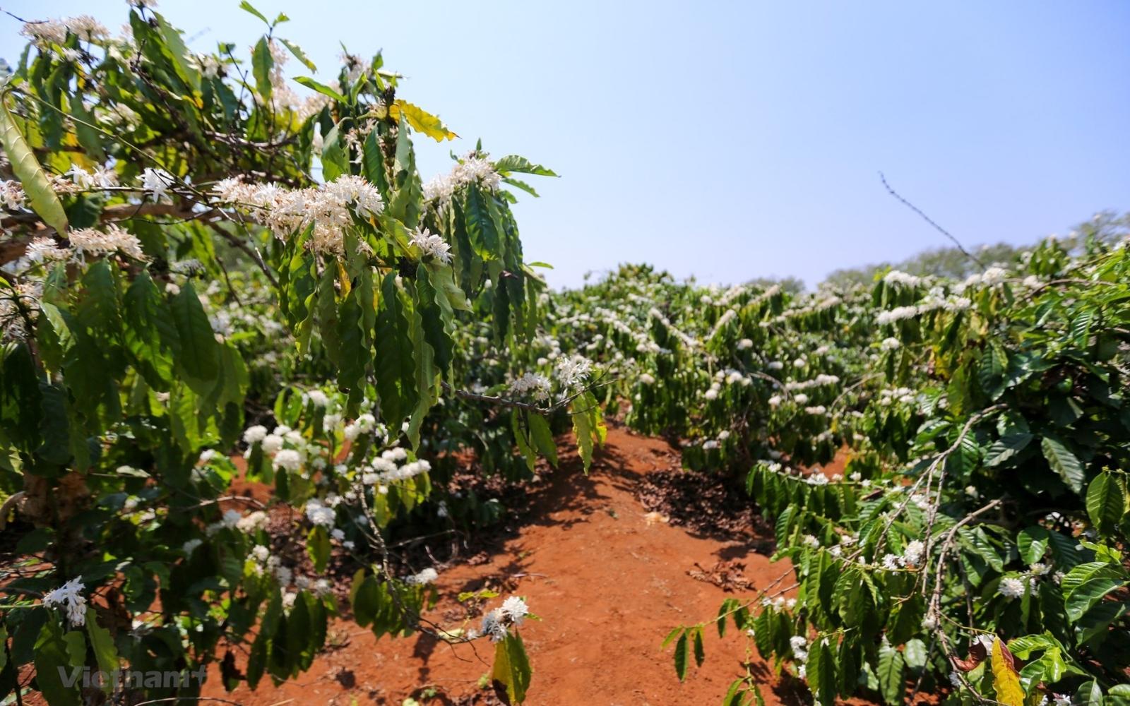 Robusta Buôn Ma Thuột