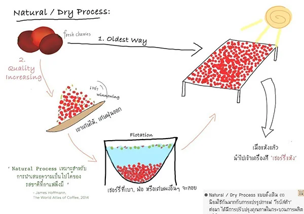 Quy trình chế biến cà phê nguyên chất