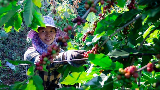 đặc sản cà phê Buôn Ma Thuột