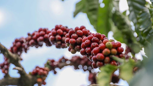 Buôn Ma Thuột mùa nào đẹp