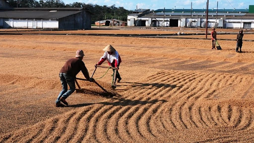 Quy trình chế biến cà phê Buôn Ma Thuột