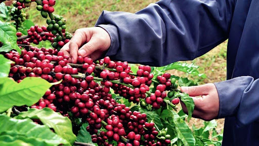 quy trình chế biến cà phê Buôn Ma Thuột