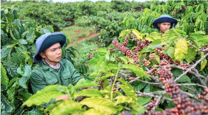 độ đồng đều của cây