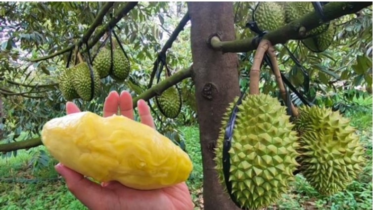 kỹ thuật canh tác