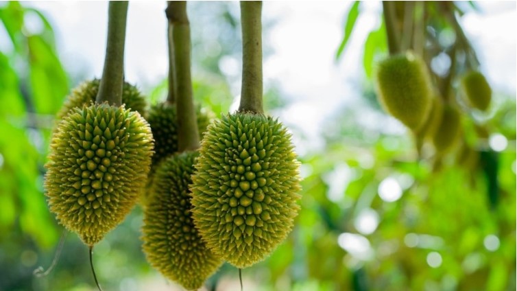 quá trình chín không đều