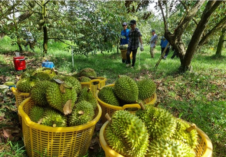 sản lượng cây sầu riêng Tây Nguyên