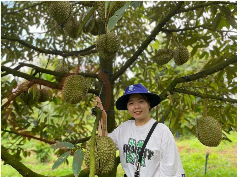 sầu riêng Tây Nguyên