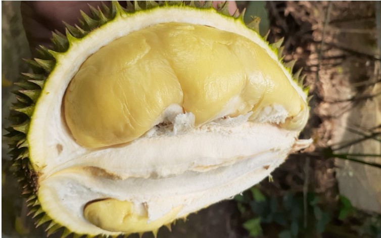 sầu riêng chuồng bò