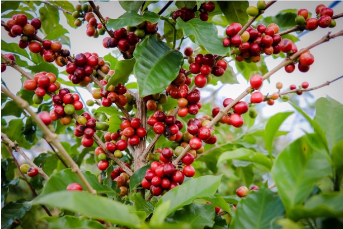 vị thế cây cà phê việt nam