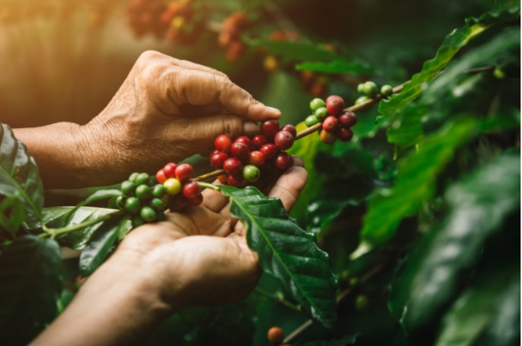 trồng cà phê sạch 