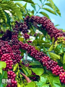 giá cà phê Đắk Lắk 2025