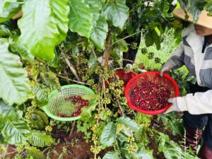 giá cà phê Đắk Lắk 2025