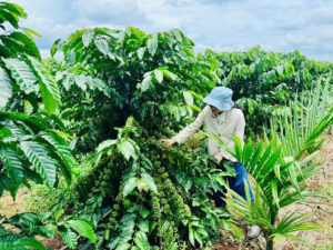 giá cà phê Đắk Lắk 2025