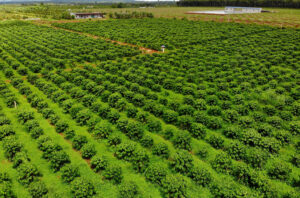 giá cà phê Đắk Lắk 2025