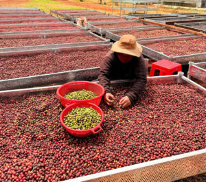 Quy trình chế biến cà phê đặc sản